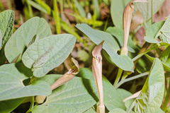 Aristolochia lutea