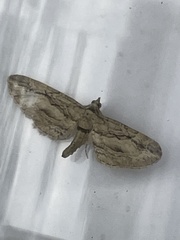 Eupithecia phoeniceata