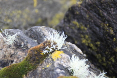 Thamnolia vermicularis