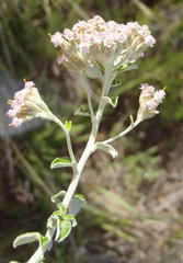 Plecostachys serpyllifolia