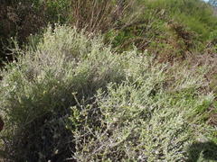 Plecostachys serpyllifolia