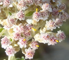 Plecostachys serpyllifolia