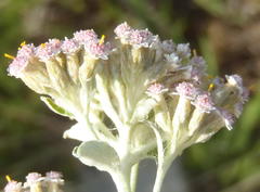 Plecostachys serpyllifolia