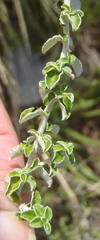 Plecostachys serpyllifolia