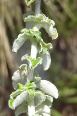 Plecostachys serpyllifolia