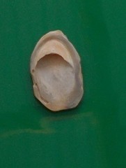 Maoricrypta immersa