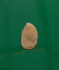 Maoricrypta immersa