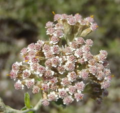 Plecostachys serpyllifolia