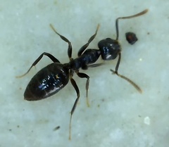 Technomyrmex jocosus