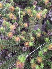 Cullumia setosa