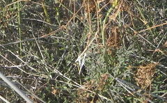 Pelargonium multiradiatum