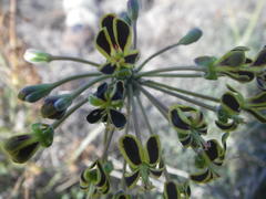 Pelargonium multiradiatum