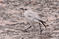 Emarginata