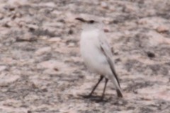 Emarginata