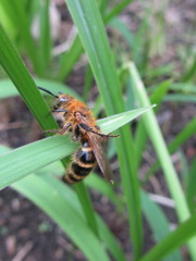 Megacampsomeris prismatica