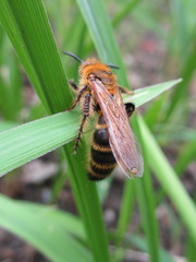 Megacampsomeris prismatica