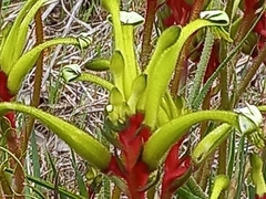 Anigozanthos bicolor