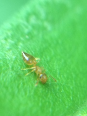 Crematogaster osakensis