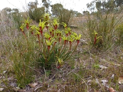 Anigozanthos bicolor