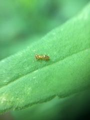 Crematogaster osakensis