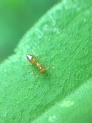 Crematogaster osakensis
