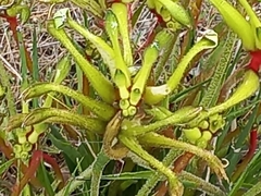 Anigozanthos bicolor