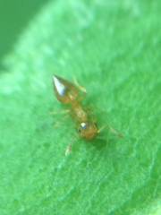 Crematogaster osakensis