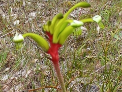 Anigozanthos bicolor