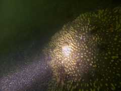 Polymastia pachymastia