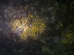 Polymastia pachymastia