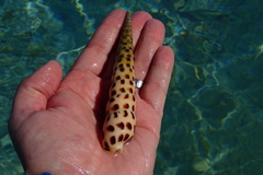 Terebra subulata