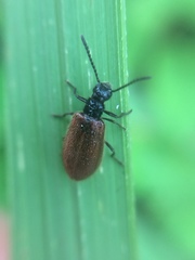 Lagria rufipennis