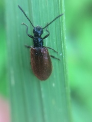 Lagria rufipennis