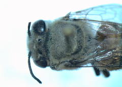 Megachile walkeri