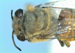 Megachile walkeri