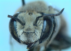 Megachile walkeri