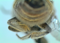 Megachile walkeri