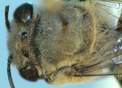 Megachile walkeri