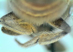 Megachile walkeri