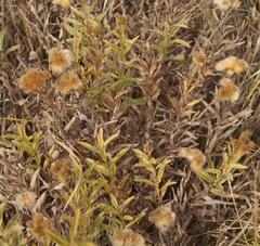 Pentanema salicinum