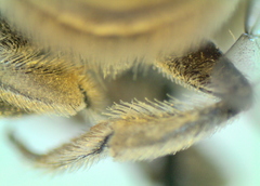 Megachile walkeri
