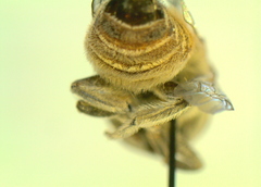 Megachile walkeri