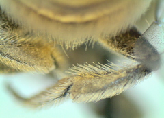 Megachile walkeri