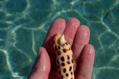 Terebra subulata
