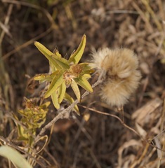 Pentanema salicinum