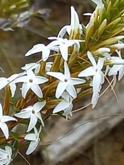 Lysinema