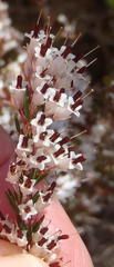 Erica fuscescens