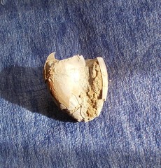 Umbilia