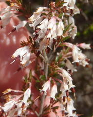 Erica fuscescens