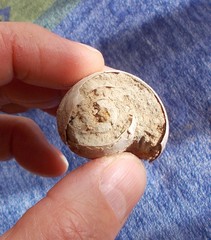 Umbilia